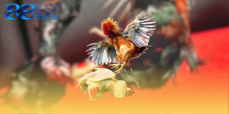 Đá gà 88BET được nhiều kê thủ lựa chọn tham gia