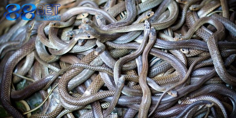Người cá cược nằm mơ thấy rắn nên đánh con gì