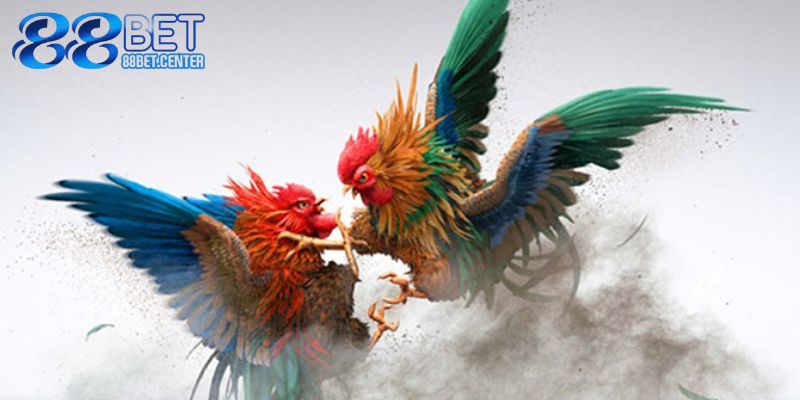 Sức hút đặc biệt chỉ có tại sảnh đá gà 88BET