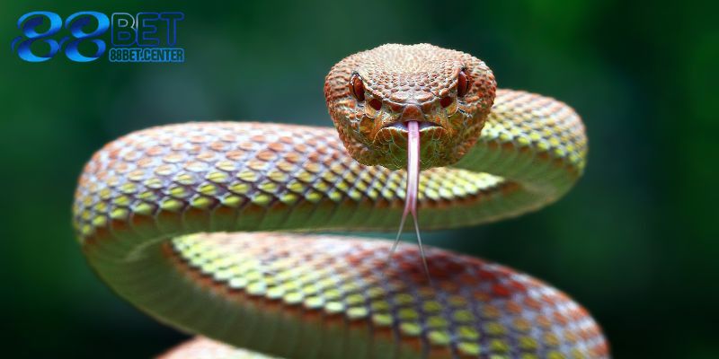 Thông điệp mơ thấy rắn là xấu hay tốt theo người Việt