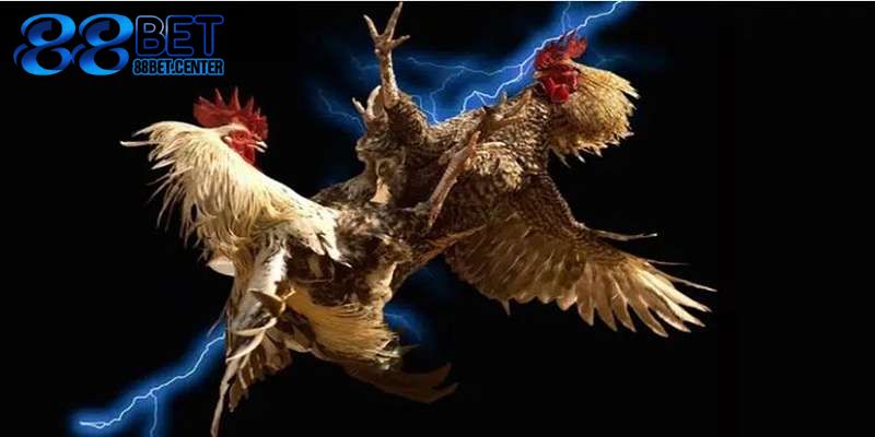 Top 3 loại hình chọi gà được nhiều người lựa chọn tham gia