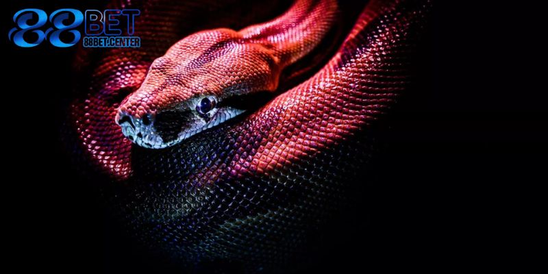 Các tầng ý nghĩa trong mơ về rắn từ góc nhìn phong thủy